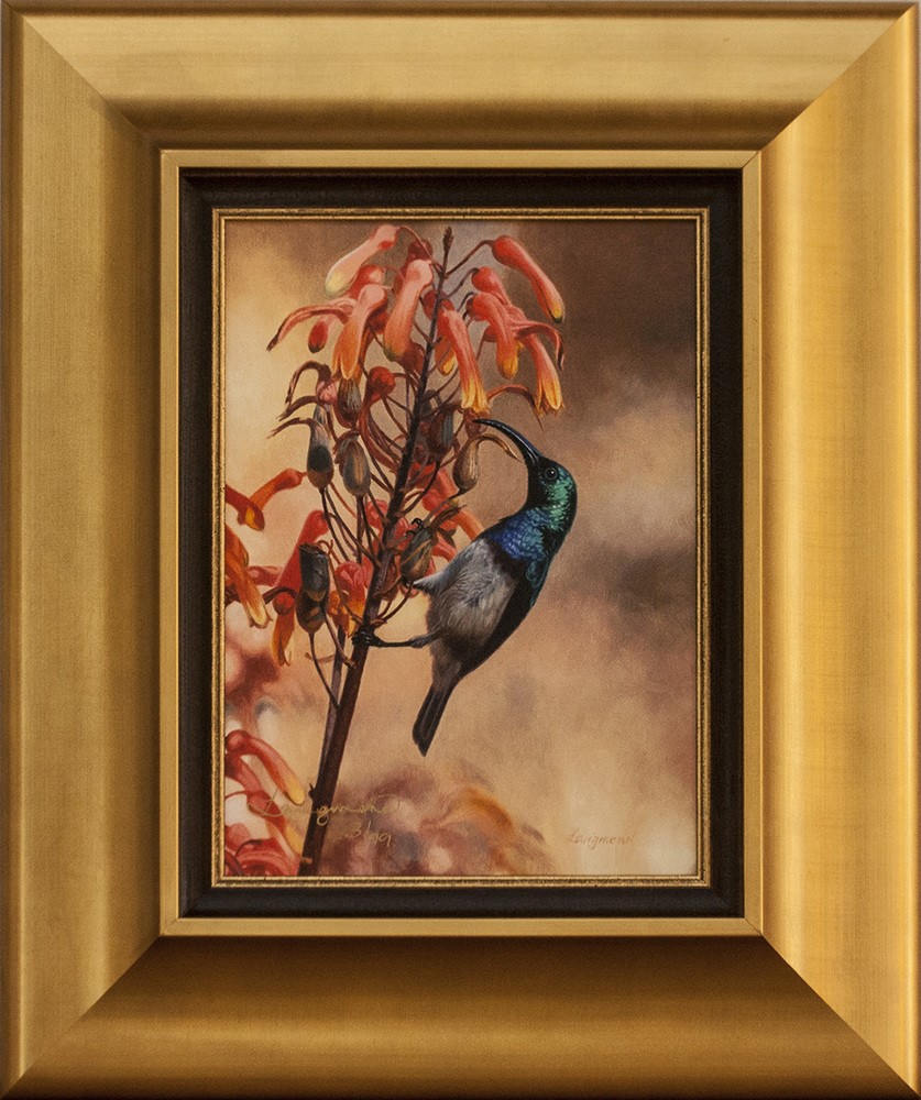David Langmead - WHITE BREASTED SUNBIRD - GICLEE - 11 X 8