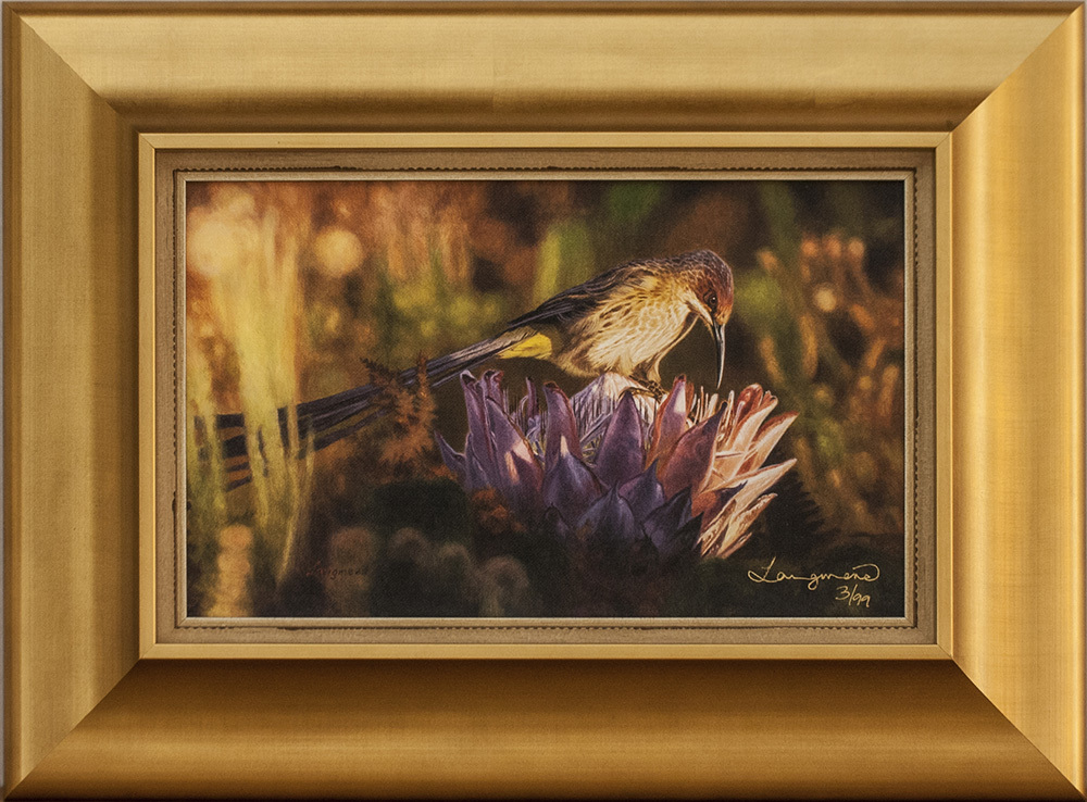 David Langmead - CAPE SUGARBIRD - GICLEE - 8 x 13