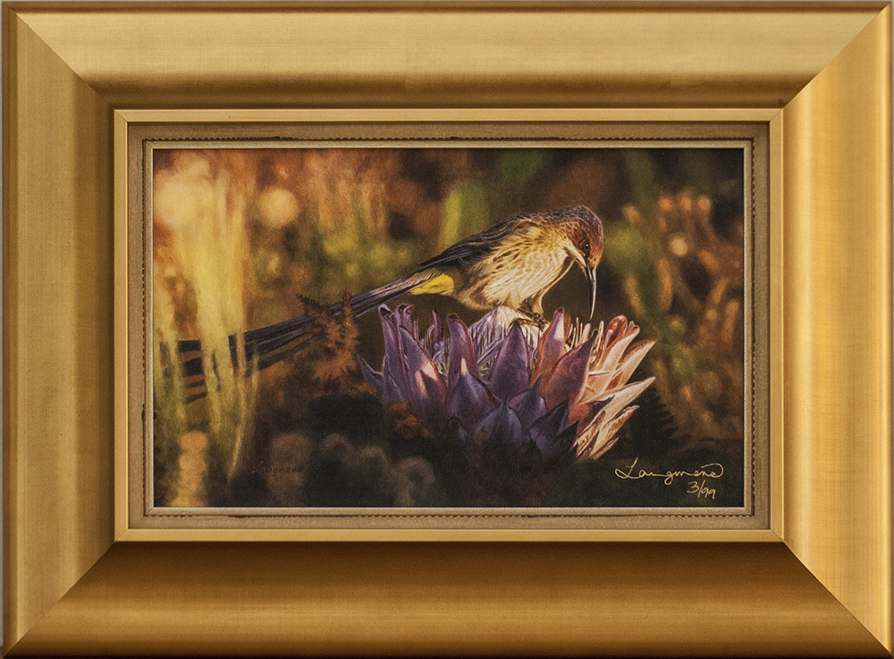 David Langmead - CAPE SUGARBIRD - GICLEE - 8 X 13