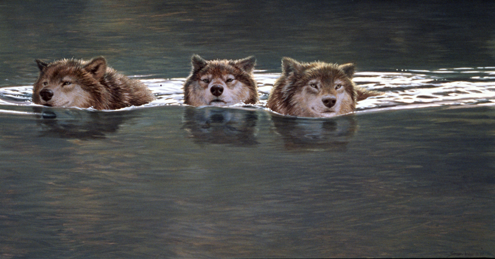 John Seerey-Lester - CROSS CREEK WOLVES John Seerey-Lester - CROSS CREEK WOLVES - GICLEE - 24 X 48