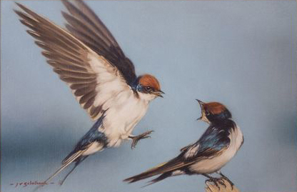 Jaco van Schalkwyk - EUROPEAN SWALLOW: LOVE IS IN THE AIR - OIL - 10 X 15