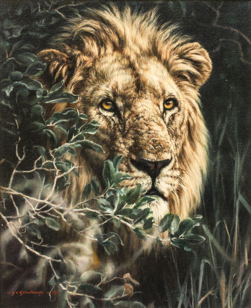 Jaco van Schalkwyk - LION: THE SUN KING - OIL ON BELGIAN LINEN - 22 X 18