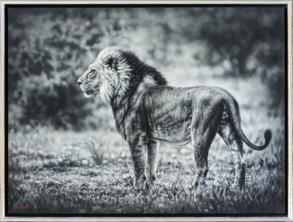 Jaco van Schalkwyk - LION: PRIMAL GLARE - OIL ON BELGIAN LINEN - 35 3/4 X 47 3/4