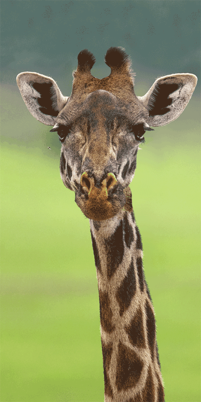 Paul Gruner - CURIOUS GEOFFREY - PHOTOGRAPHIC ART - 72 X 36