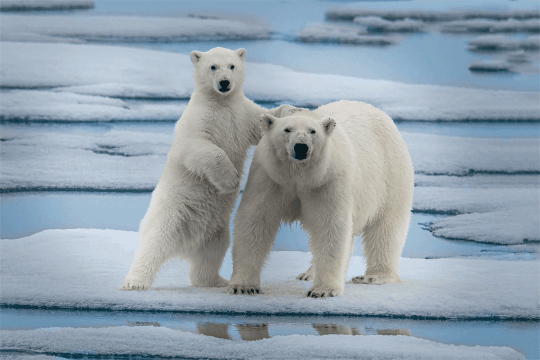 Paul Gruner - MATERNAL INSTINCT - PHOTOGRAPHIC ART - 32 X 48