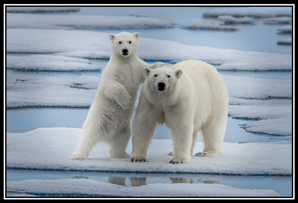 Paul Gruner - MATERNAL INSTINCT - PHOTOGRAPHIC ART - 20 x 30