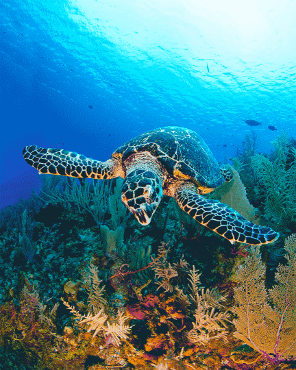 Paul Gruner - TORTUGA - PHOTOGRAPHIC ART - 40 X 32