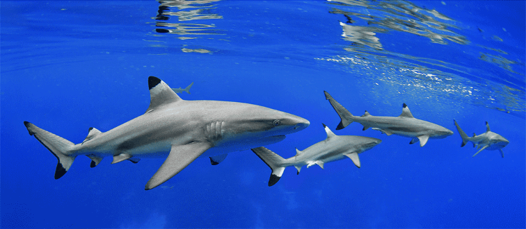 Paul Gruner - SHARK CRUISING - PHOTOGRAPHIC ART - 36 X 72