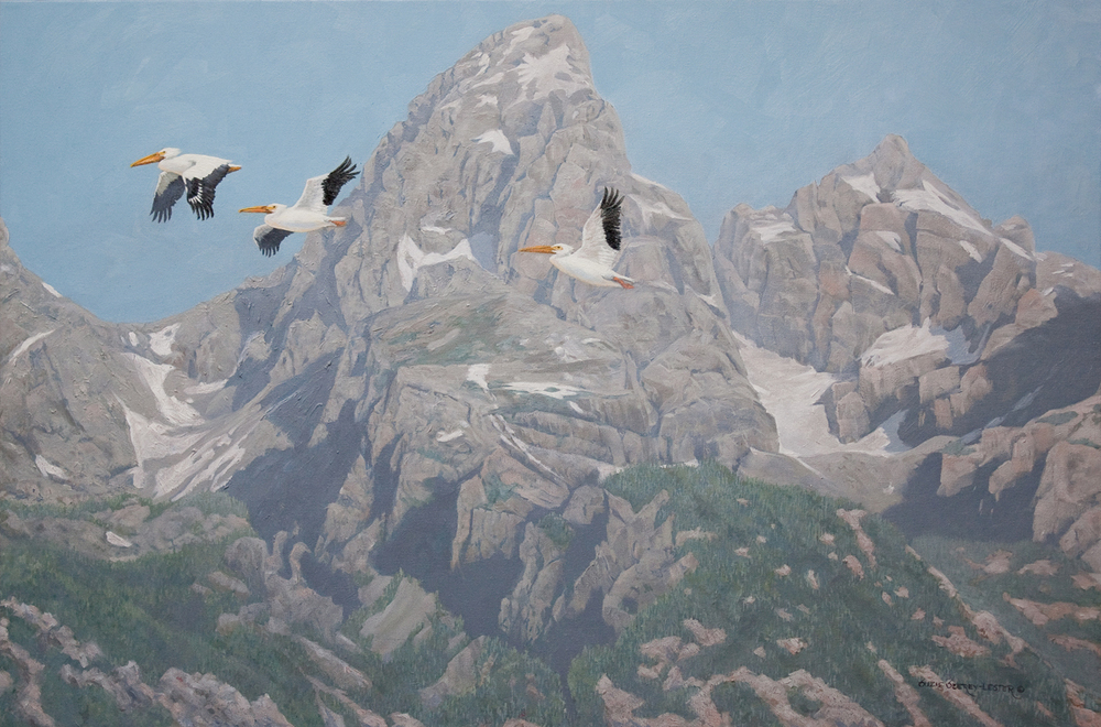 Suzie Seerey-Lester - MOUNTAIN MAJESTY - OIL - 24 X 36 - The Tetons are home to lots of migratory birds, including the American White Pelican.  They travel south from their breeding grounds in Canada to winter in our southern states, including Wyoming.  They are the second largest bird in the Americas, with a wing span of over 8 feet.  The all white bird, shows its black wing tips during flight.  They are the only bird that hunts in flocks.  Several White Pelicans will form a line forcing fish into shallow water where, as a group, they feed.  <br><br>I wanted you to see the majesty of these great birds with the magical background of the mountains.<br><br>In this, and all of my paintings I have placed my husband’s and my initials, (J+S) somewhere in the piece. See if you can find them.  <br><br>Suzie Seerey-Lester
