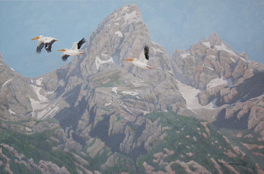 Suzie Seerey-Lester - MOUNTAIN MAJESTY - OIL - 24 X 36 - The Tetons are home to lots of migratory birds, including the American White Pelican.  They travel south from their breeding grounds in Canada to winter in our southern states, including Wyoming.  They are the second largest bird in the Americas, with a wing span of over 8 feet.  The all white bird, shows its black wing tips during flight.  They are the only bird that hunts in flocks.  Several White Pelicans will form a line forcing fish into shallow water where, as a group, they feed.  
<br>
<br>I wanted you to see the majesty of these great birds with the magical background of the mountains.
<br>
<br>In this, and all of my paintings I have placed my husband’s and my initials, (J+S) somewhere in the piece. See if you can find them.  
<br>
<br>Suzie Seerey-Lester