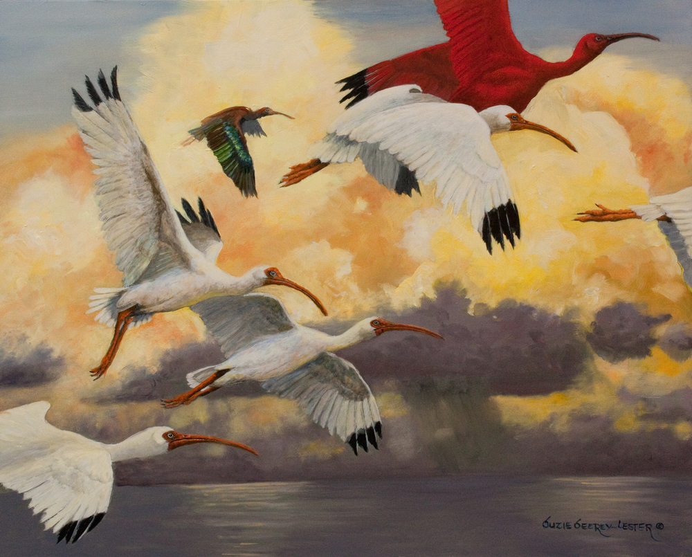 Suzie Seerey-Lester - FLIGHT OF THE IBIS Suzie Seerey-Lester - FLIGHT OF THE IBIS - OIL - 16 X 20 - Florida is home to so many unique and special birds. I walk the beach on Casey Key every day as a licensed “Turtle Lady”, so I am lucky to see the wonderful bird life here. We also have the most spectacular sunrises, especially if a storm is in the area. I wanted to unite the colorful birds with the incoming stormy daybreak.
<br>
<br>There are three different species of ibis in North America, having seen them all, I wanted to incorporate them in this painting. The white ibis is the most common of the ibis, we see them everywhere including our front lawn. The glossy ibis (dark ibis) is also native to this area, always hunting for grubs in the grasses. The scarlet ibis (red) is the rare bird in this part of Florida. I have seen them in a local rookery and on Sanibel Island. So, I combined all three make the flight of the ibis.
<br>
<br>In this, and all of my paintings I have hidden my husband’s and my initials, (J+S) somewhere in the piece. See if you can find them.
<br>
<br>Suzie Seerey-Lester