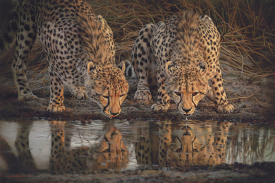 Jaco van Schalkwyk - CHEETAH: BEAUTIES OF NATURE - GICLEE - 32 X 48