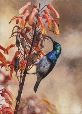 David Langmead - WHITE BREASTED SUNBIRD - GICLEE - 11 X 8