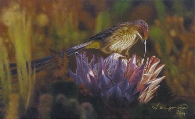 David Langmead - CAPE SUGARBIRD - GICLEE - 8 X 13