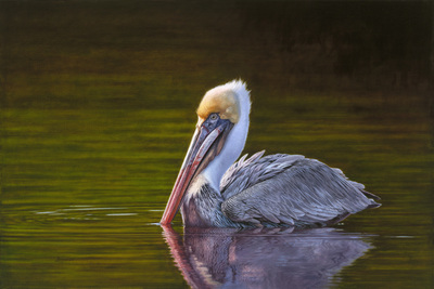 David Langmead - FLOATING AROUND - GICLEE - 24 X 36