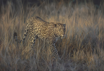 Jaco van Schalkwyk - 
LORD OF THE SAVANNAH - GICLEE - 33 X 48