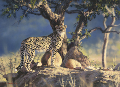 Jaco van Schalkwyk - VANTAGE POINT - GICLEE - 32 X 44