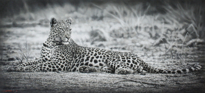 Jaco van Schalkwyk - LEOPARD: FASHION OF A CAT - OIL ON BELGIAN LINEN - 27 5/8 X 59 3/4