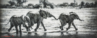 Jaco van Schalkwyk - ELEPHANTS: WATER ESCAPADES - OIL ON BELGIAN LINEN - 11 3/4 X 29 7/8