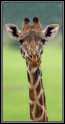 Paul Gruner - CURIOUS GEOFFREY - PHOTOGRAPHIC ART - 72 X 36