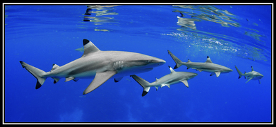 Paul Gruner - SHARK CRUISING - PHOTOGRAPHIC ART - 36 X 72