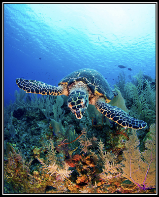 Paul Gruner-TORTUGA Paul Gruner - TORTUGA - PHOTOGRAPHIC ART - 40 X 32