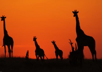 GIRAFFES