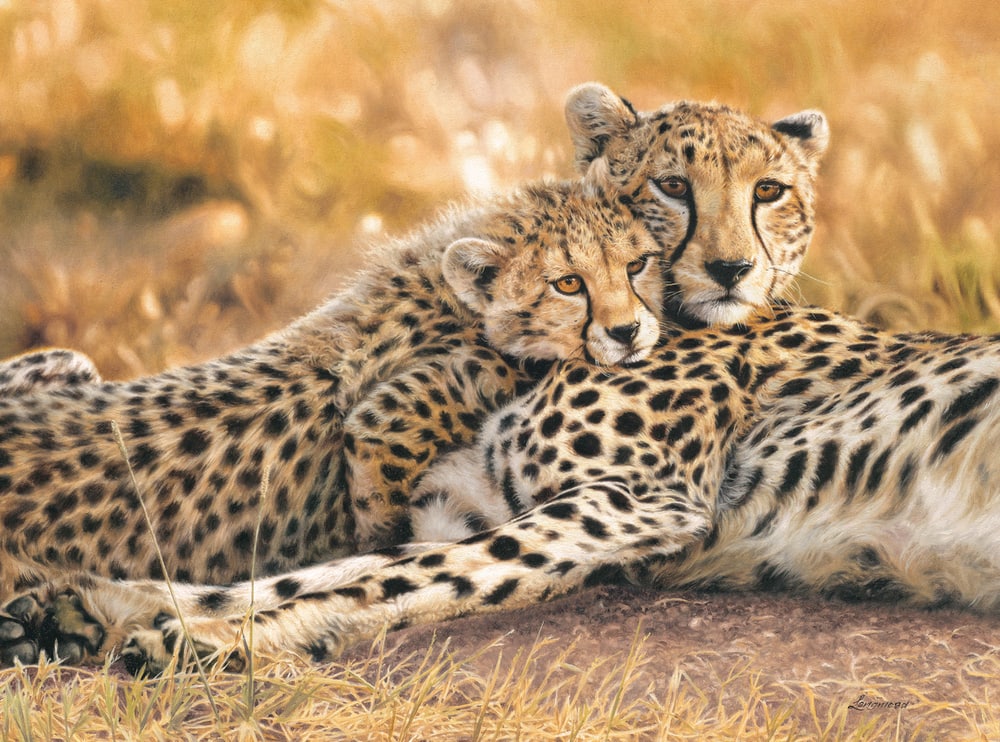 Close to the heart Wildlife art print by David Langmead Link to product, Wildlife Fine Art Prints Collection